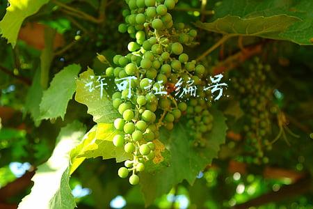 许可证编号