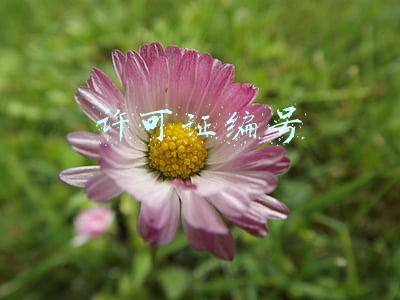 许可证编号