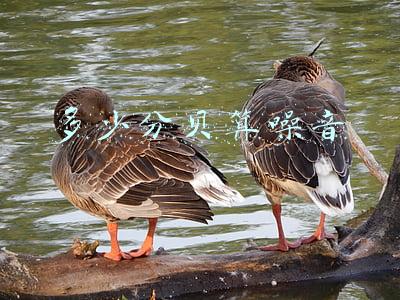 居民区多少分贝算噪音(“大分贝”噪音之下如何维护自己的“安宁权”)