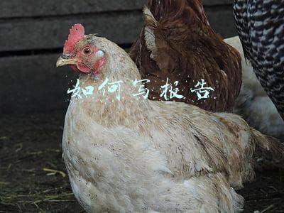 如何写报告