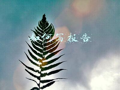 如何写报告