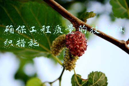 保证工程质量的组织措施(建筑工程质量及安全管理通病防治措施)