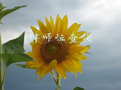 律师证查询