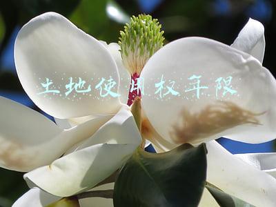 土地使用权年限
