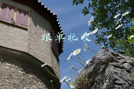 跟单托收
