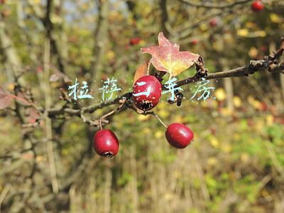 拉萨二手房