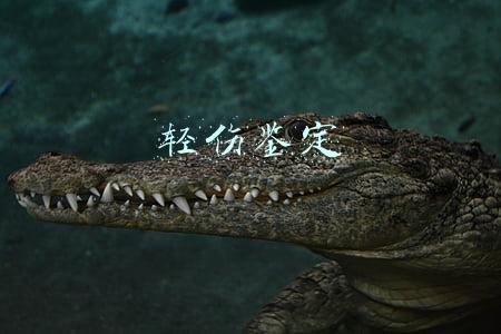 轻伤鉴定