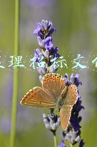 监理招标文件