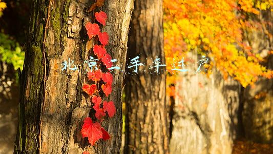 北京二手车过户