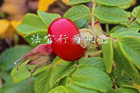 法官行为规范