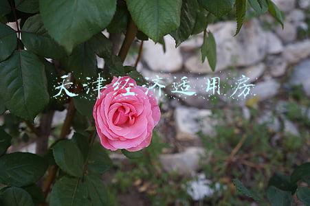 天津经济适用房