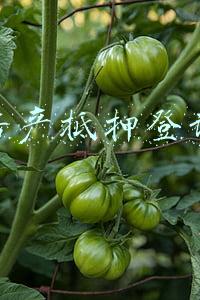 房产抵押登记