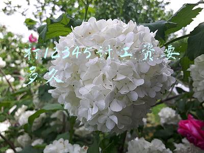 打12345讨工资要多久