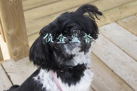 侦查监督