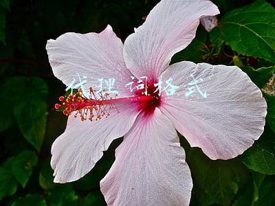 代理词格式