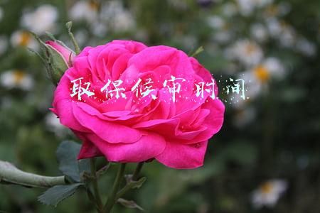 取保候审时间到了会自动撤销吗(取保候审的期限是多长时间)
