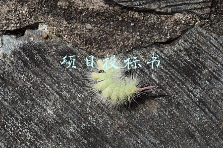 项目投标书