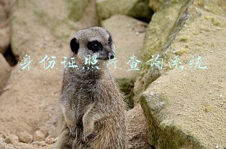 身份证照片查询系统