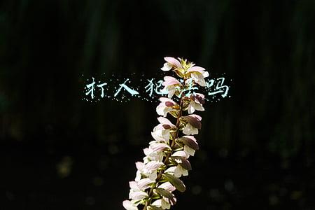 打人犯法吗