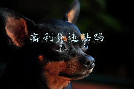 赌博高利贷违法吗(向赌博人员放“高利贷”的行为应被定性为赌博罪)