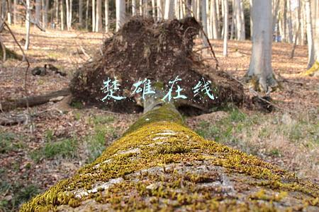 楚雄在线