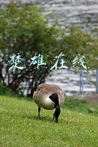 楚雄在线