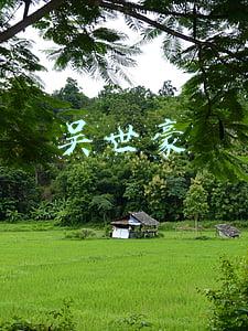 吴世豪