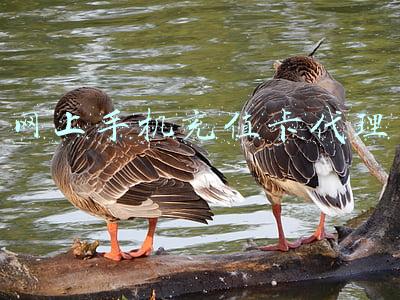 网上手机充值卡代理
