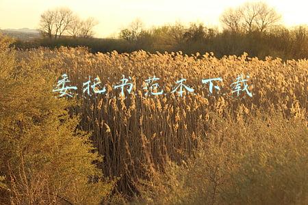 委托书范本下载