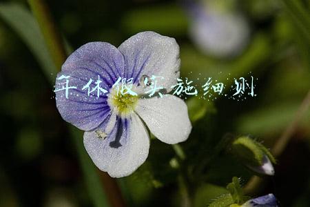 年休假实施细则