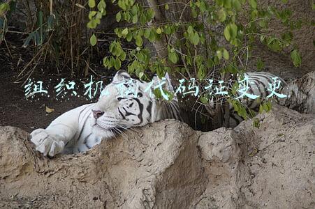 组织机构代码证变更