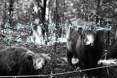 想要请求撤销婚姻应当什么时间提出民法典(民法典通解通读丨这类婚姻无效！可撤销)