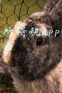 个人所得税app怎样操作(三步走！教您在个税APP上预约办理2021个税年度汇算)