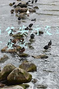 广东省公安厅交通管理局违章查询