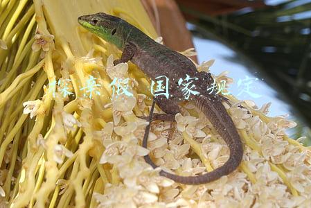 探亲假 国家规定