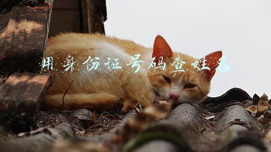 用身份证号码查姓名