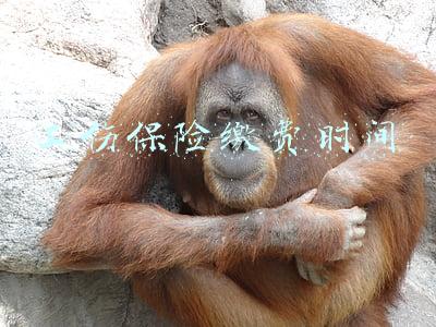 工伤保险缴费时间在哪里可以查到(这些工伤保险小知识，你知道吗？)