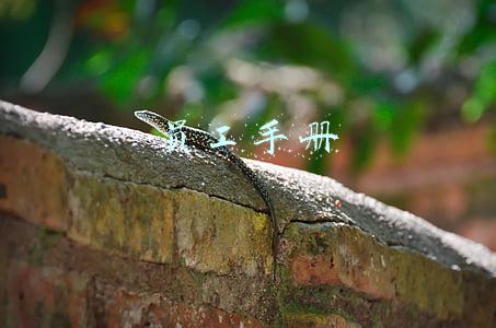 员工手册