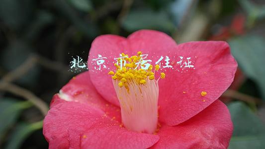 北京市居住证