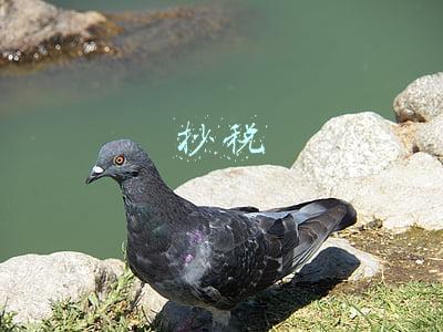抄税