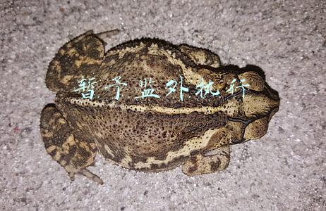 暂予监外执行