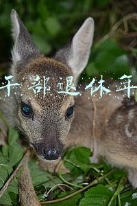 女干部退休年龄