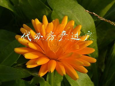代办房产过户