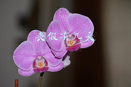 丧假有几天