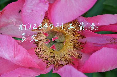 打12345讨工资要多久