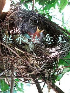 继承法意见