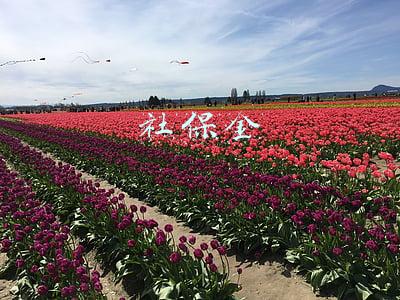社保金