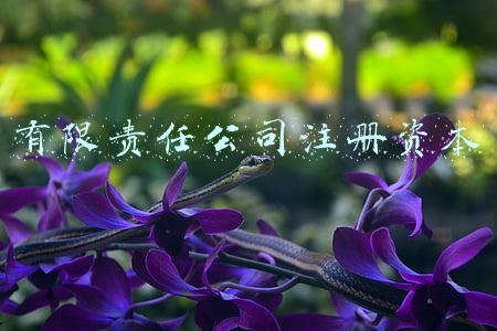 有限责任公司注册资本