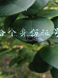 给个身份证号