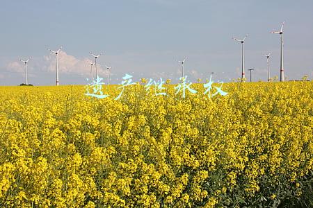 遗产继承权按照怎样的顺序继承(关于房产最新继承法)